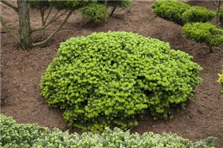 Abies koreana 'Brillant' - Koreatanne 'Brillant' Abies koreana 'Brillant' - Koreatanne 'Brillant'