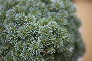 Abies koreana 'Brillant' - Koreatanne 'Brillant' Abies koreana 'Brillant' - Koreatanne 'Brillant'