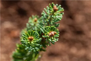 Abies koreana 'Brillant' - Koreatanne 'Brillant' Abies koreana 'Brillant' - Koreatanne 'Brillant'