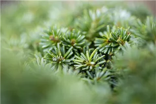 Abies koreana 'Brillant' - Koreatanne 'Brillant' Abies koreana 'Brillant' - Koreatanne 'Brillant'