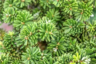 Abies koreana 'Brillant' - Koreatanne 'Brillant' Abies koreana 'Brillant' - Koreatanne 'Brillant'