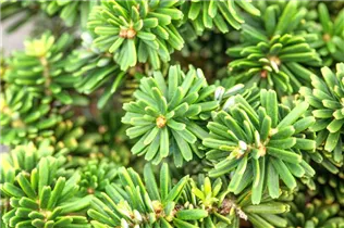 Abies koreana 'Brillant' - Koreatanne 'Brillant' Abies koreana 'Brillant' - Koreatanne 'Brillant'