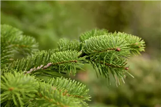 Abies nordmanniana - Nordmannstanne Abies nordmanniana - Nordmannstanne