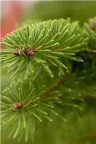 Abies nordmanniana - Nordmannstanne Abies nordmanniana - Nordmannstanne
