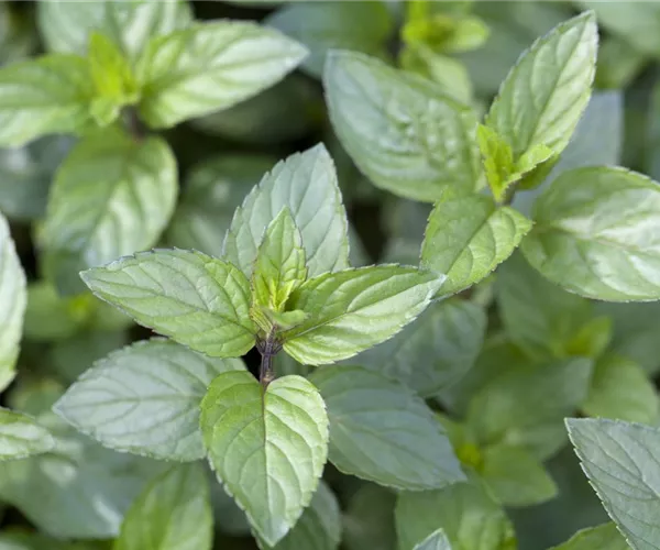 - Die Schoko-Minze: Schokolade für den Garten  - Die Schoko-Minze: Schokolade für den Garten