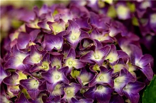 Hydrangea macrophylla 'Music Collection'® - Bauernhortensie 'Music Collection'® Hydrangea macrophylla 'Music Collection'® - Bauernhortensie 'Music Collection'®