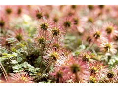 Acaena magellanica - Magellan-Stachelnüsschen Acaena magellanica - Magellan-Stachelnüsschen