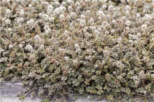 Acaena microphylla - Garten-Stachelnüsschen Acaena microphylla - Garten-Stachelnüsschen