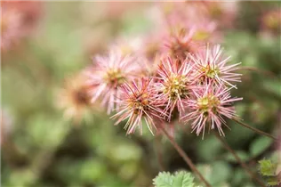 Acaena microphylla - Garten-Stachelnüsschen Acaena microphylla - Garten-Stachelnüsschen