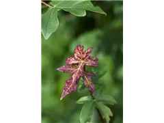 Acer campestre - Feldahorn Acer campestre - Feldahorn