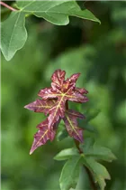 Acer campestre - Feldahorn Acer campestre - Feldahorn