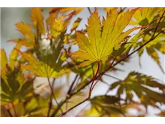 Acer palmatum - Fächerahorn Acer palmatum - Fächerahorn