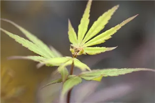 Acer palmatum - Fächerahorn Acer palmatum - Fächerahorn