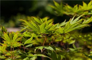 Acer palmatum - Fächerahorn Acer palmatum - Fächerahorn