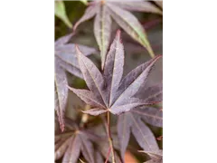 Acer palmatum 'Atropurpureum' - Roter Fächerahorn 'Atropurpureum' Acer palmatum 'Atropurpureum' - Roter Fächerahorn 'Atropurpureum'