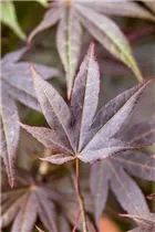 Acer palmatum 'Atropurpureum' - Roter Fächerahorn 'Atropurpureum' Acer palmatum 'Atropurpureum' - Roter Fächerahorn 'Atropurpureum'