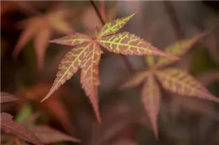 Acer palmatum 'Atropurpureum' - Roter Fächerahorn 'Atropurpureum' Acer palmatum 'Atropurpureum' - Roter Fächerahorn 'Atropurpureum'