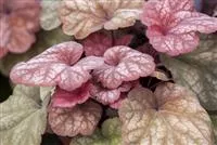 - Das Purpurglöckchen – eine Kämpfernatur im Staudenbeet  - Das Purpurglöckchen – eine Kämpfernatur im Staudenbeet