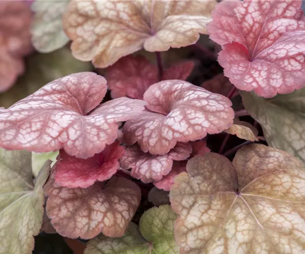 - Das Purpurglöckchen – eine Kämpfernatur im Staudenbeet  - Das Purpurglöckchen – eine Kämpfernatur im Staudenbeet