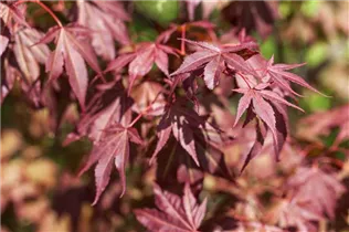 Acer palmatum 'Atropurpureum' - Roter Fächerahorn 'Atropurpureum' Acer palmatum 'Atropurpureum' - Roter Fächerahorn 'Atropurpureum'