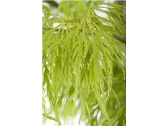 Acer palmatum 'Dissectum' - Grüner Schlitzahorn 'Dissectum' Acer palmatum 'Dissectum' - Grüner Schlitzahorn 'Dissectum'