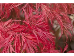 Acer palmatum 'Crimson Princess' - Fächerahorn 'Crimson Princess' Acer palmatum 'Crimson Princess' - Fächerahorn 'Crimson Princess'