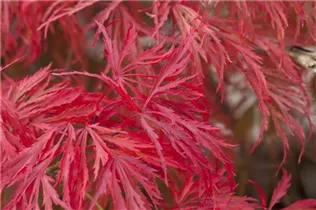 Acer palmatum 'Dissectum' - Grüner Schlitzahorn 'Dissectum' Acer palmatum 'Dissectum' - Grüner Schlitzahorn 'Dissectum'