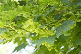 Acer platanoides - Spitzahorn