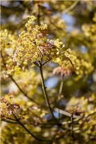 Acer platanoides 'Globosum' - Kugelahorn 'Globosum' Acer platanoides 'Globosum' - Kugelahorn 'Globosum'
