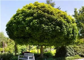 Acer platanoides 'Globosum' - Kugelahorn 'Globosum' Acer platanoides 'Globosum' - Kugelahorn 'Globosum'