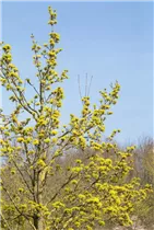 Acer platanoides - Spitzahorn