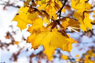 Acer platanoides - Spitzahorn