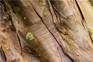 Acer pseudoplatanus - Bergahorn