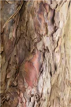 Acer pseudoplatanus - Bergahorn