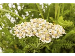 Achillea millefolium - Schafgarbe Achillea millefolium - Schafgarbe
