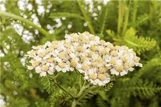 Achillea millefolium - Schafgarbe Achillea millefolium - Schafgarbe
