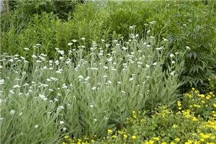 Achillea millefolium - Schafgarbe Achillea millefolium - Schafgarbe