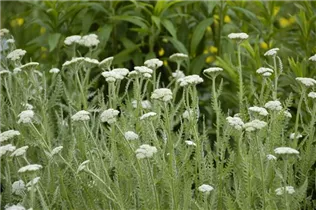 Achillea millefolium - Schafgarbe Achillea millefolium - Schafgarbe