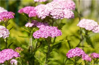 Achillea millefolium - Schafgarbe Achillea millefolium - Schafgarbe