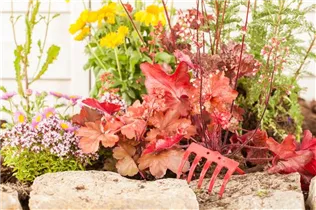 Heuchera 'Indian Summer' - Purpurglökchen 'Indian Summer' Heuchera 'Indian Summer' - Purpurglökchen 'Indian Summer'