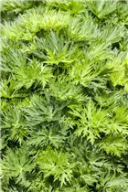 Aconitum napellus - Gewöhnlicher Eisenhut Aconitum napellus - Gewöhnlicher Eisenhut