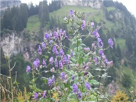 Aconitum napellus - Gewöhnlicher Eisenhut Aconitum napellus - Gewöhnlicher Eisenhut