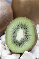 Actinidia chinensis - Kiwi Actinidia chinensis - Kiwi