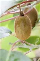Actinidia chinensis - Kiwi Actinidia chinensis - Kiwi