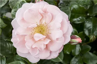 Duftrose - Duftrose Duftrose - Duftrose