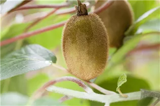 Actinidia chinensis - Kiwi Actinidia chinensis - Kiwi