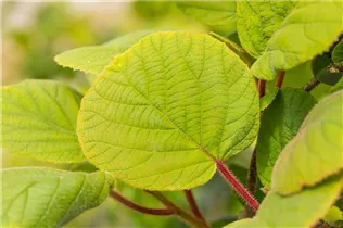 Actinidia chinensis 'Hayward' - Kiwi 'Hayward' Actinidia chinensis 'Hayward' - Kiwi 'Hayward'