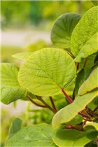 Actinidia chinensis 'Hayward' - Kiwi 'Hayward' Actinidia chinensis 'Hayward' - Kiwi 'Hayward'