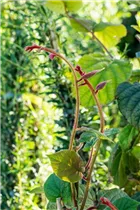 Actinidia chinensis 'Hayward' - Kiwi 'Hayward' Actinidia chinensis 'Hayward' - Kiwi 'Hayward'