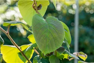 Actinidia chinensis 'Hayward' - Kiwi 'Hayward' Actinidia chinensis 'Hayward' - Kiwi 'Hayward'
